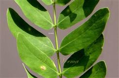  Glands between uppermost 4 pairs of leaflets
